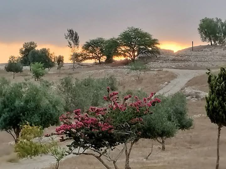 שקיעה מעל עצי החווה